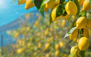 Vendita limone Bio Sicilia