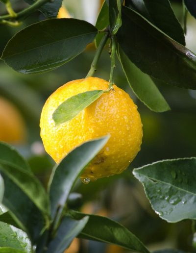 Vendita limone bio Sicilia