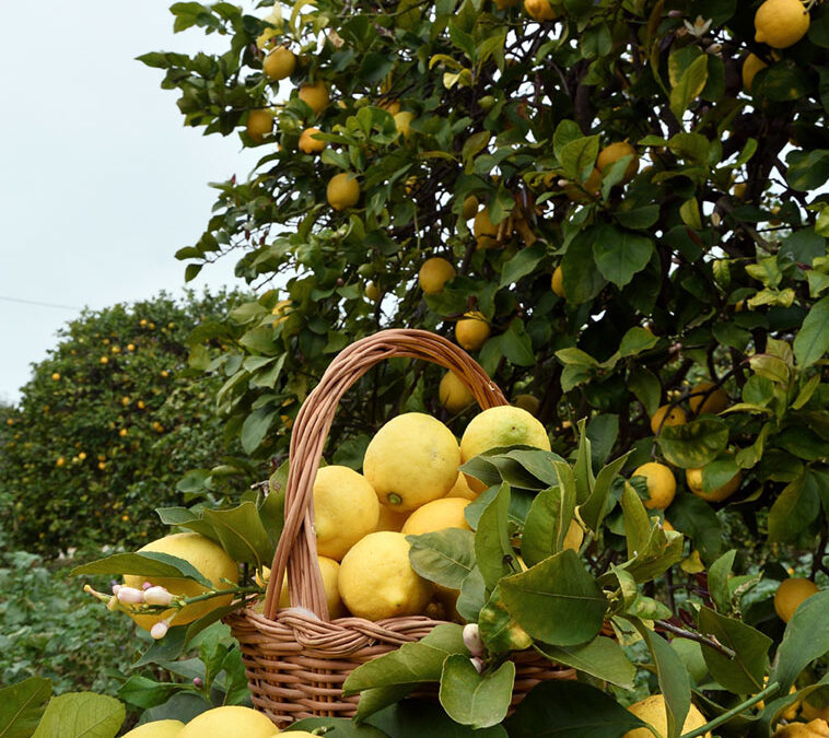 Vendita limone bio Sicilia