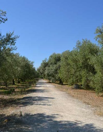 Vendita olio di oliva extravergine Siracusa