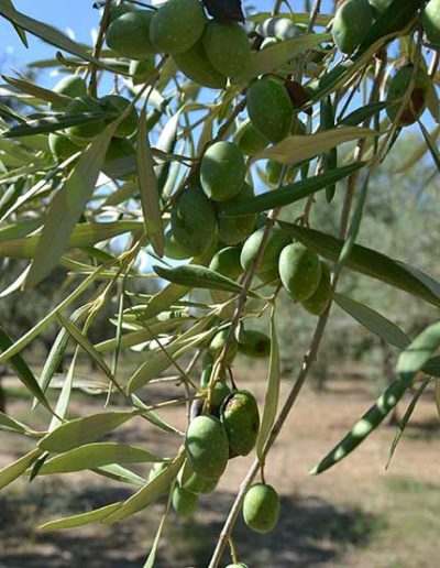 Vendita olio d’oliva extravergine bio Siracusa