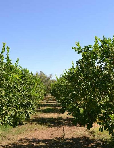 Vendita limone bio Sicilia