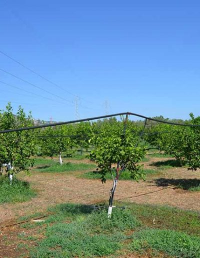 Vendita limoni di Siracusa