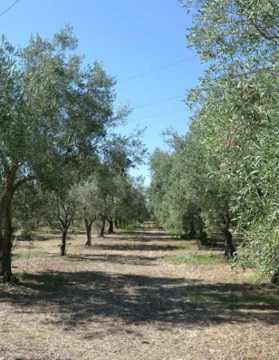 Vendita olio di oliva extravergine Siracusa