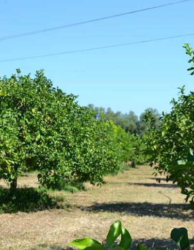 Vendita olio d’oliva extravergine bio Siracusa