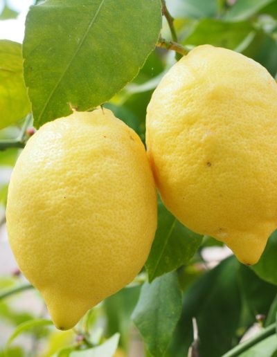 Vendita limoni di Siracusa