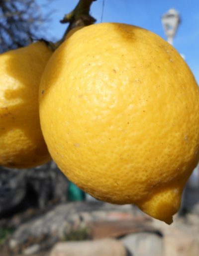 Vendita Limone igp siciliano a Siracusa