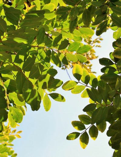 Vendita limone bio Sicilia