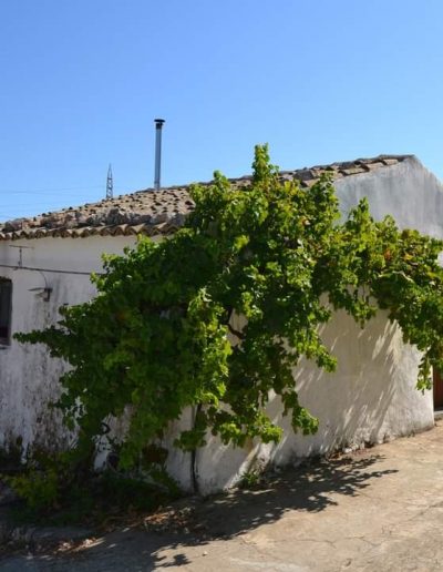 Vendita Limone igp siciliano a Siracusa